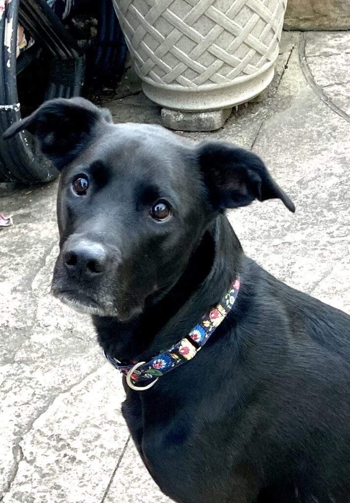 Lula Mae therapy dog ready for first assignment