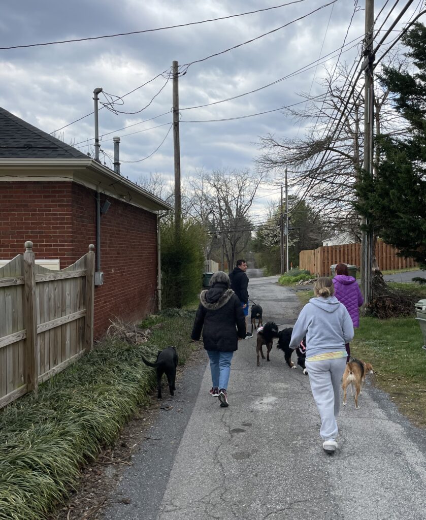 Walking 5 dogs