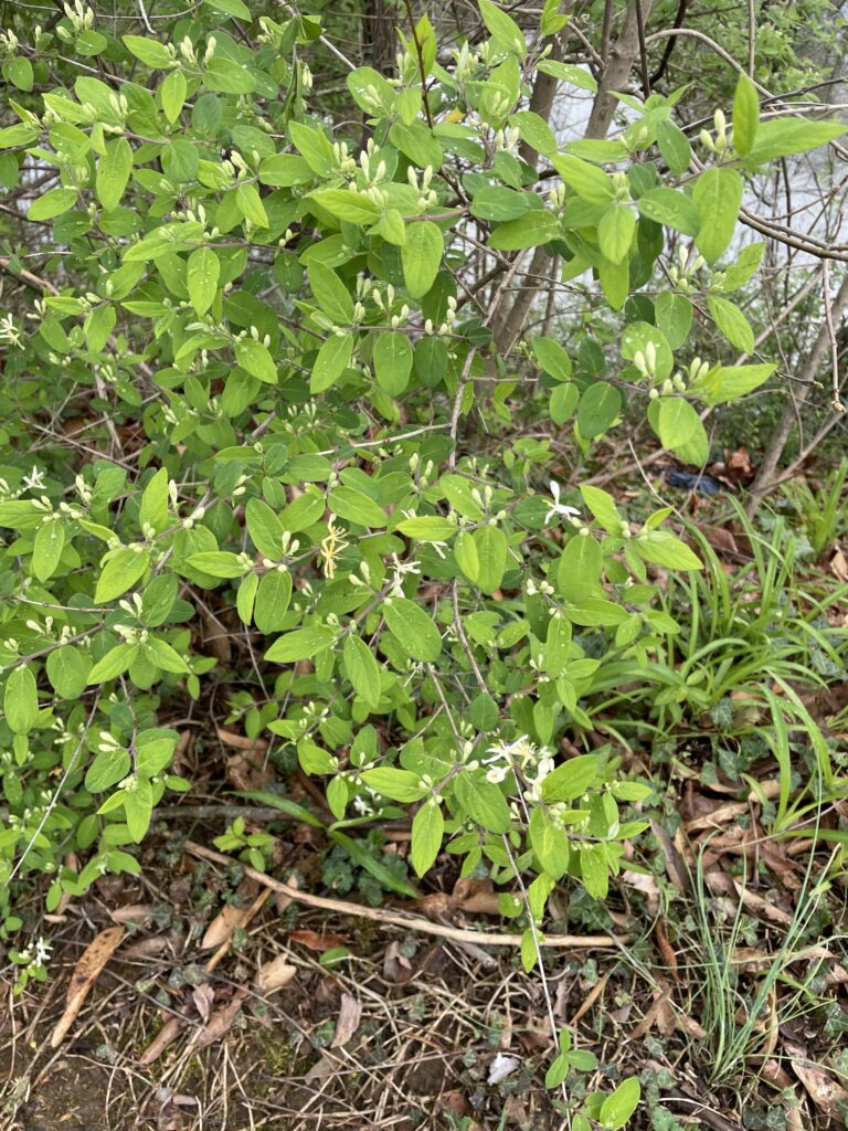 Honeysuckle by the river