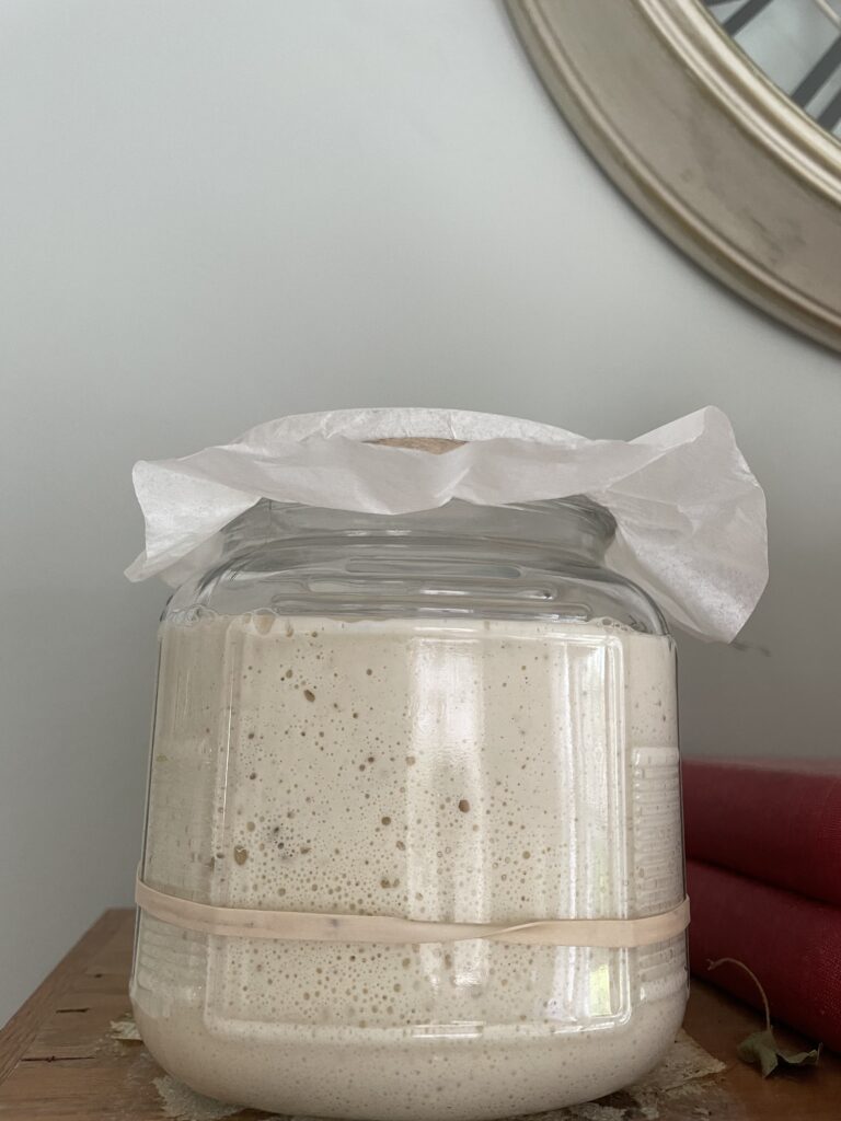 Bellisima sourdough starter